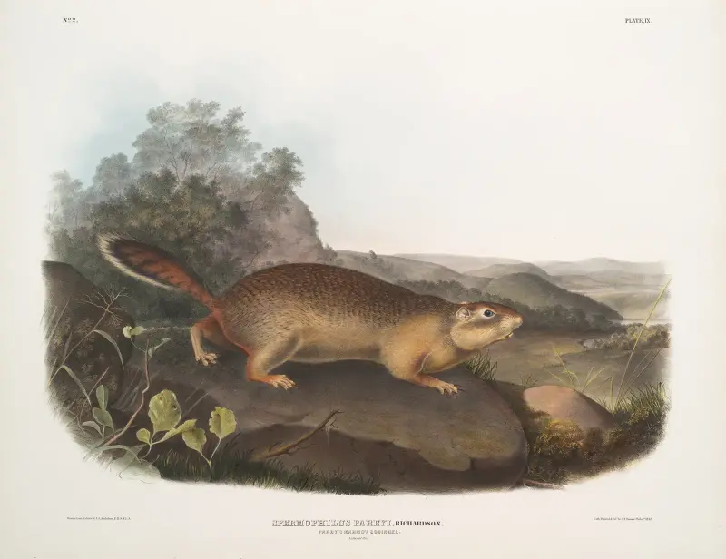Spermophilus Parryi, Parry’s Marmot Squirrel. Natural size. av John Woodhouse Audubon