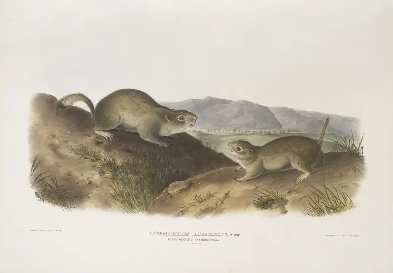 Spermophilus Richardsonii, Richardsons sisel. Naturlig storlek. av John Woodhouse Audubon