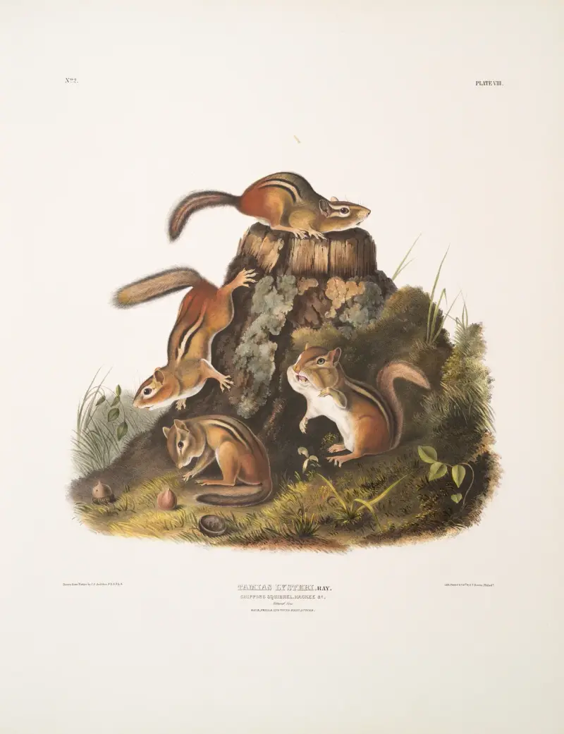 Tamias Lysterii, Streifenhörnchen, Hackee u. a. Natürliche Größe. Männchen, Weibchen und Jungtier, erster Herbst von John Woodhouse Audubon
