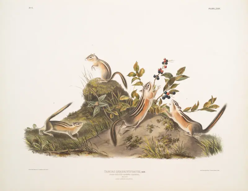 Tamias quadrivitatus, Four-striped Ground Squirrel. Natural size. 1. Male, 2. Female, 3 & 4. Young. av John Woodhouse Audubon