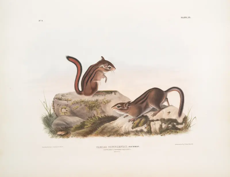 Tamias Townsendii, Townsends jordekorre. Naturlig storlek av John Woodhouse Audubon