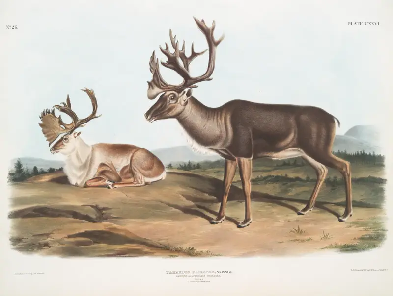 Tarandus furcifer, Caribou oder Amerikanisches Rentier. Männchen. 1. Sommerfell, 2. Winterfell. von John Woodhouse Audubon