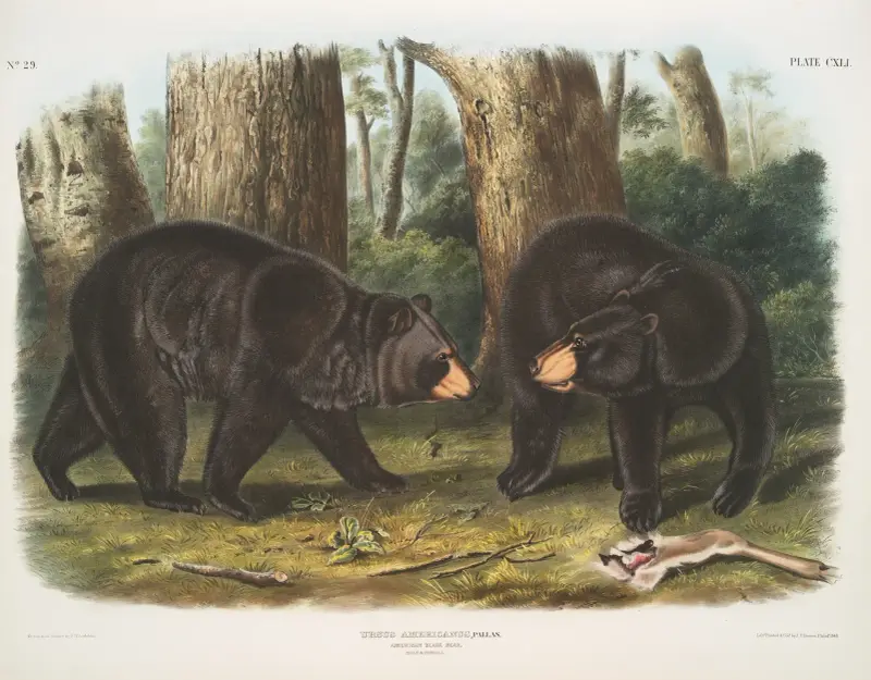 Ursus Americanus, amerikansk svartbjörn. Hane & hona. av John Woodhouse Audubon