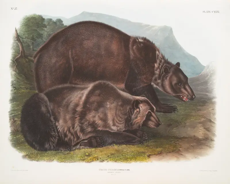 Ursus ferox, grizzlybjörn. Hanar. av John Woodhouse Audubon