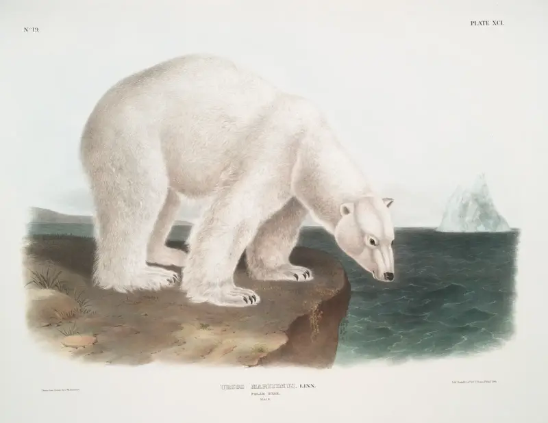 Ursus maritimus, Eisbär. (Männchen.) von John Woodhouse Audubon