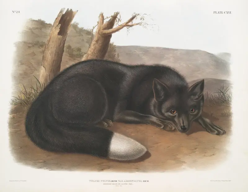 Rödräv, amerikansk svart- eller silverräv av John Woodhouse Audubon