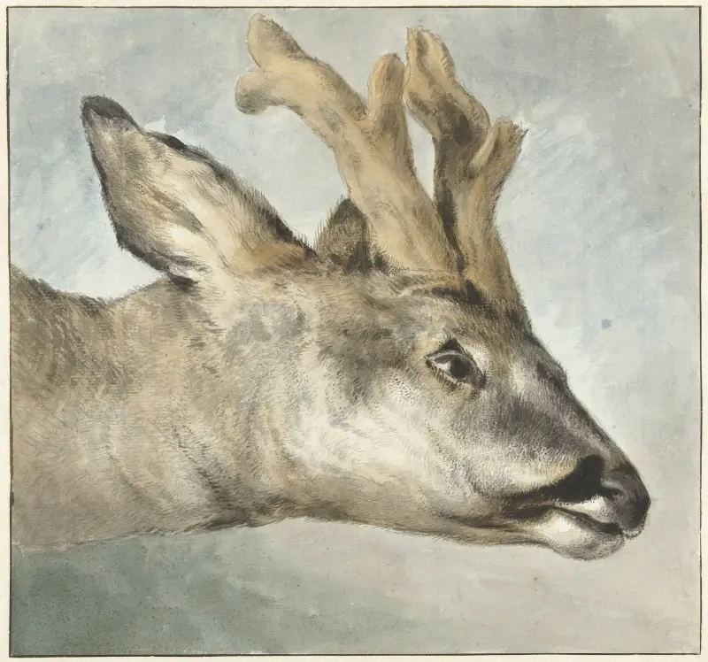 Head of a Roebuck av Wybrand Hendriks