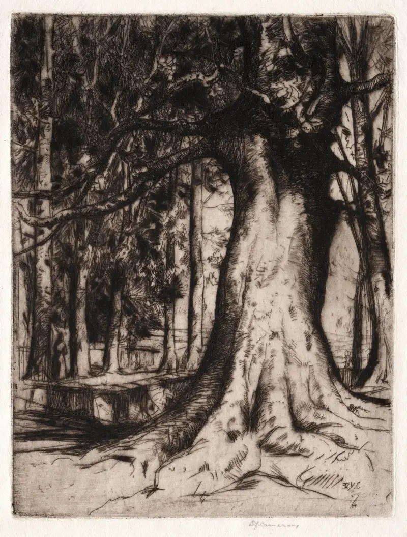 The Sycamore, David Young Cameron